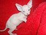 Sunshine Gold Sphynx: Uz jsem tady taky :-)