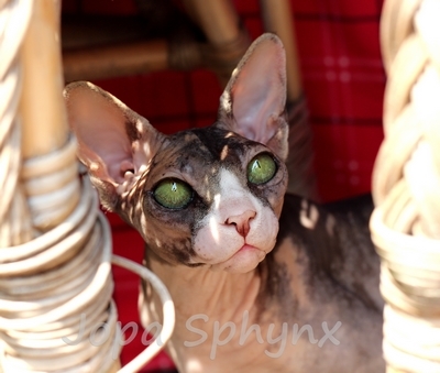 Duffy Angel Sphynx: Duffy Angel Sphynx