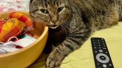 ...souasn kocour pan Irenky , co ped lety Olivera blho zachrnila a m svila... Mourek pomocnek .)