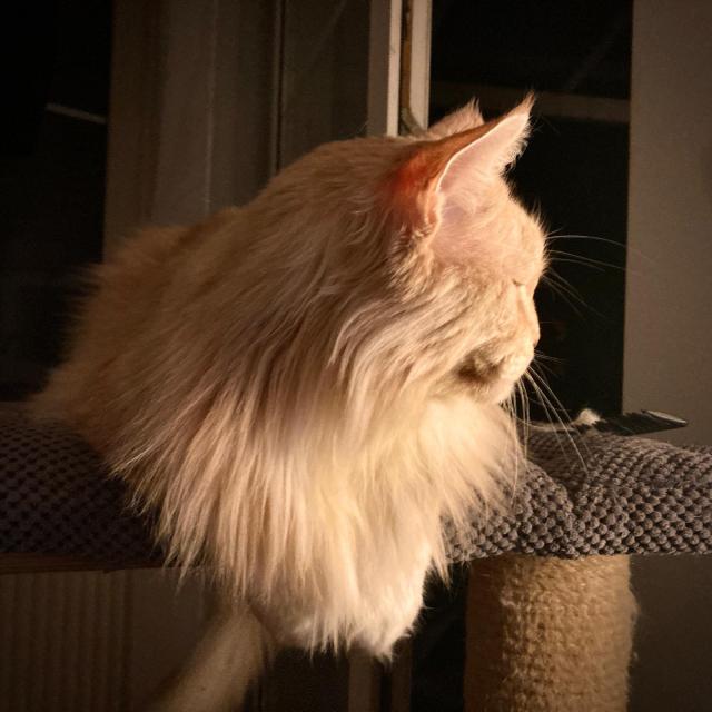 ...sem si nechal narst zimn hvu...