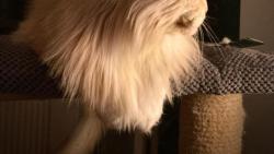 ...sem si nechal narst zimn hvu...