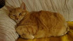 Sn�m o v�noc�ch, copak asi dostanu pod strome�ek.