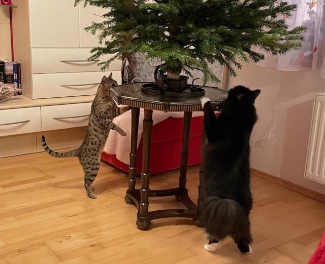 Ko�ky, u� se to bl�� :-) Zase budeme d�lat chlupat� ozdoby ;-)