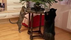 Ko�ky, u� se to bl�� :-) Zase budeme d�lat chlupat� ozdoby ;-)