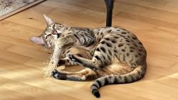 Tohle dřívko mám moc ráda, krásně se hryže😸