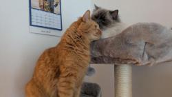 Cassinko, olízej mi prosím ouško