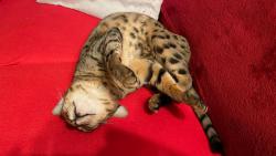 Tohle je nejlep�� zp�sob jak si omotat dvouno�ce kolem tlapky :-)