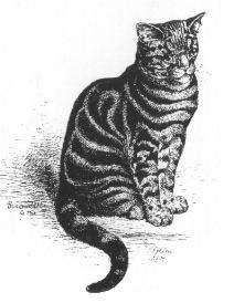 Kresba Harrisona Weira z knihy Our Cats (Nae koky), 1889