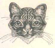 Kresba Harrisona Weira z knihy Our Cats (Nae koky), 1889