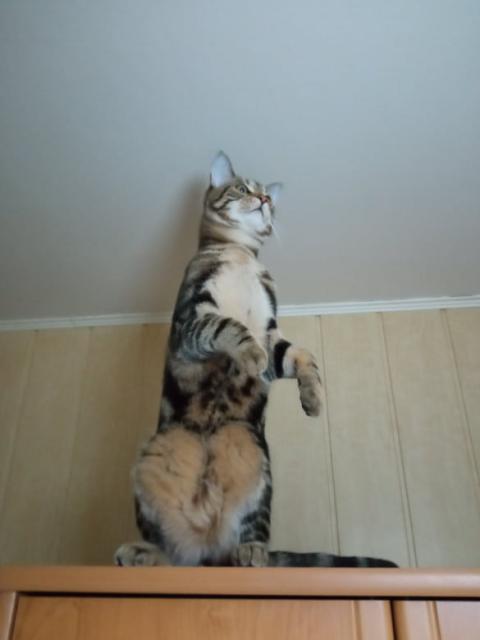 t jo to je rozhledna