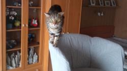 jsem páníčku lovec