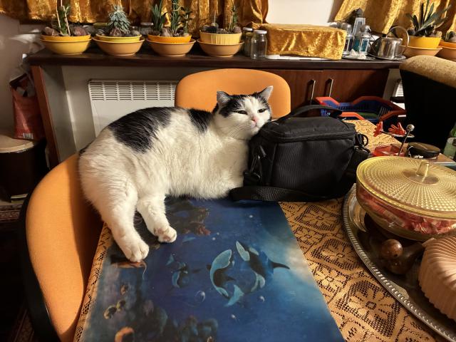 Hlavi�ku m�m na kame�e, neb jsem se rozhodla, �e budu filmovou hv�zdou!!!!!