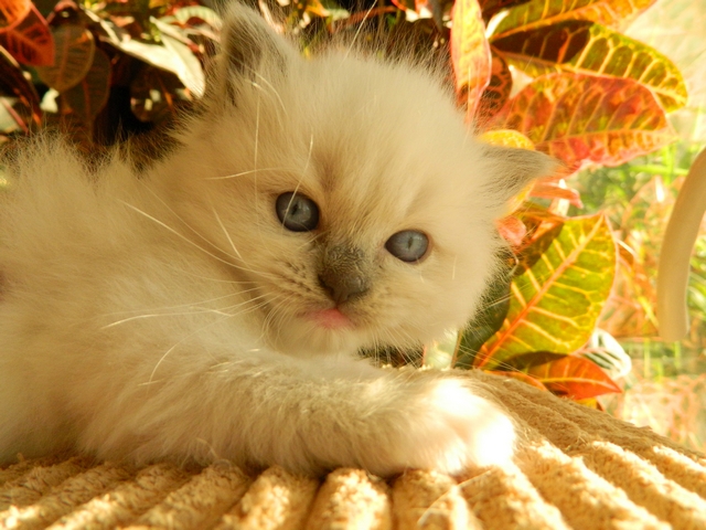 Plemeno koek ragdoll - Pearl Princess Jantario Wittek, blue mitted, 4 tdny