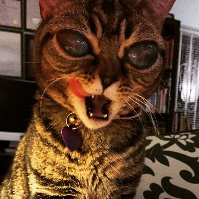 Matilda the Alien Catufo koka