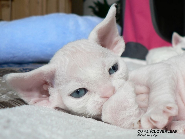 Devon rex