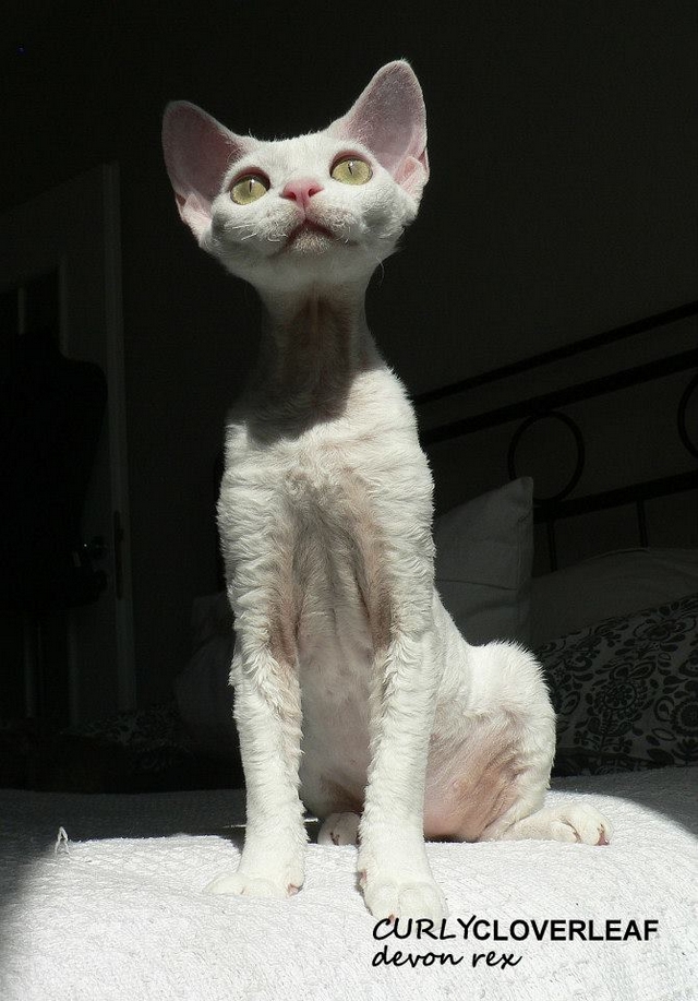 Devon rex