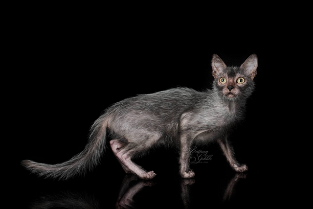 Koka Lykoi