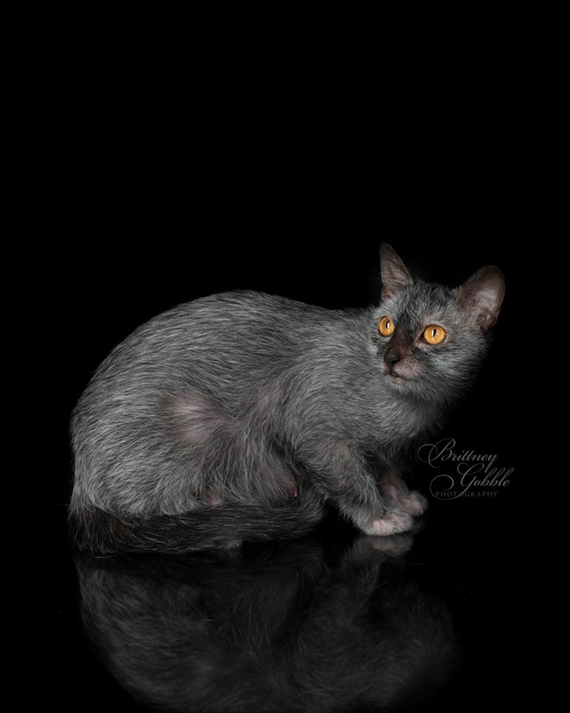 Koka Lykoi