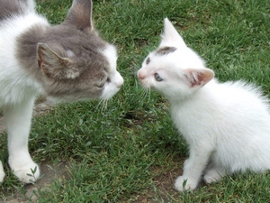 Veterinrn poradna: Koka m koata se svm otcem