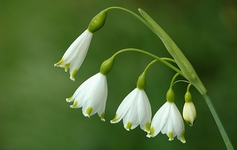 Bledule, Leucojum