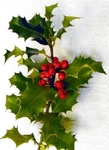 Cesmna, Ilex