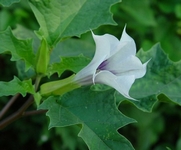 Durman, Datura