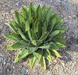 Agve, Agave