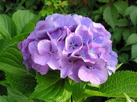 Hortenzie, Hydrangea