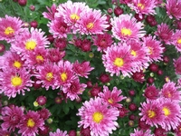 Chryzantma, Chrysanthemum