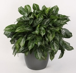 Aglaonema