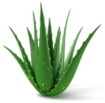 Aloe prav, Aloe vera