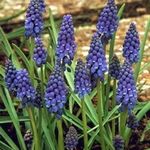 Modenec, Muscari