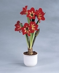 Amarylis, Amaryllis