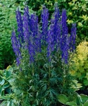 Omj, Aconitum