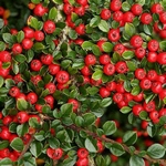 Skalnk, Cotoneaster