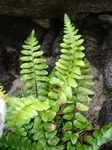 Slezink, Asplenium