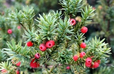 Tis, Taxus