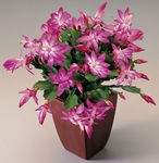 Vnon kaktus, Schlumbergera