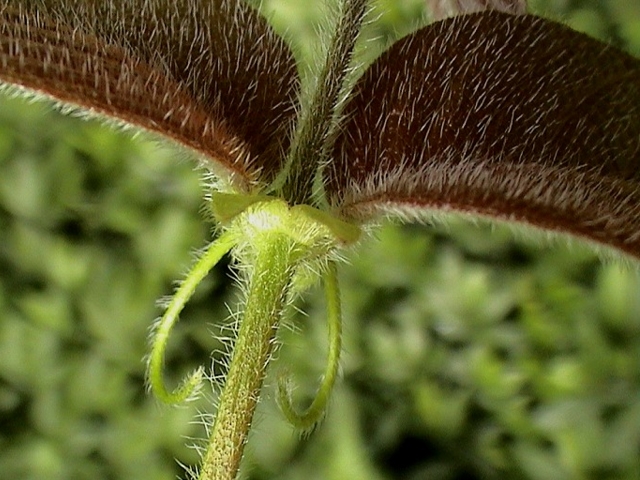 Vilcacora - Uncaria tomentosa, koi drp