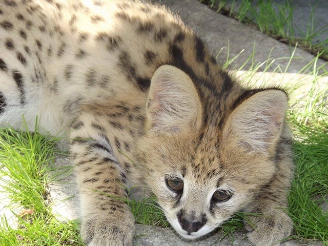 Serval Mateo