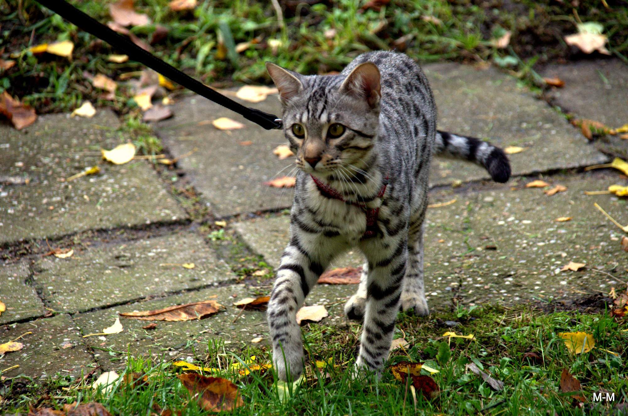 Savanov koka / Savannah Cat