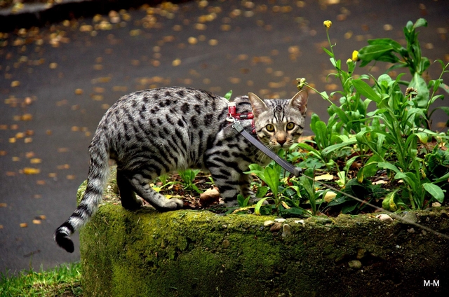 Savanov koka / Savannah Cat