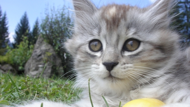 Veterinrn poradna: Kdy koka nemrousk, me se pit?