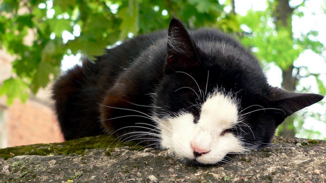 Veterinrn poradna: Koka se zaala schovvat