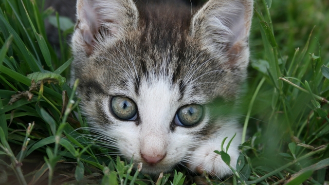 Otzka dne: Jsou vae koky lechtiv?