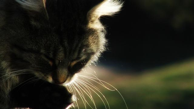 Veterinrn poradna: Ndor u kocoura na zadn noze