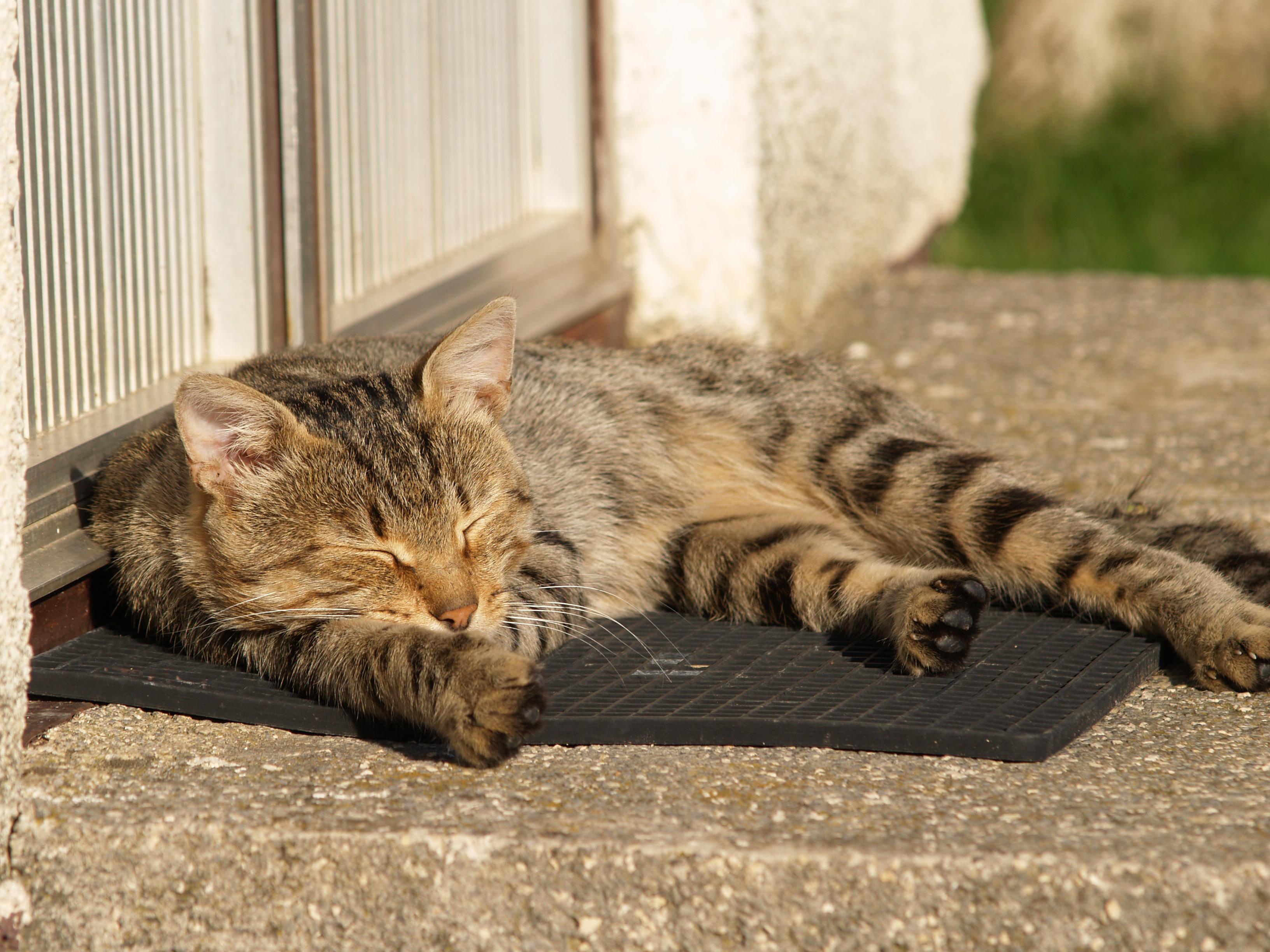 Veterinrn poradna: Je problm, kdy zdrav koka ujd granule koce na diet?