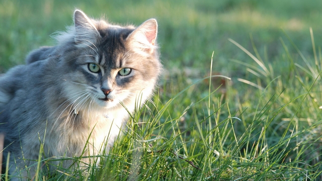 Veterinrn poradna: Kocour m koi akn