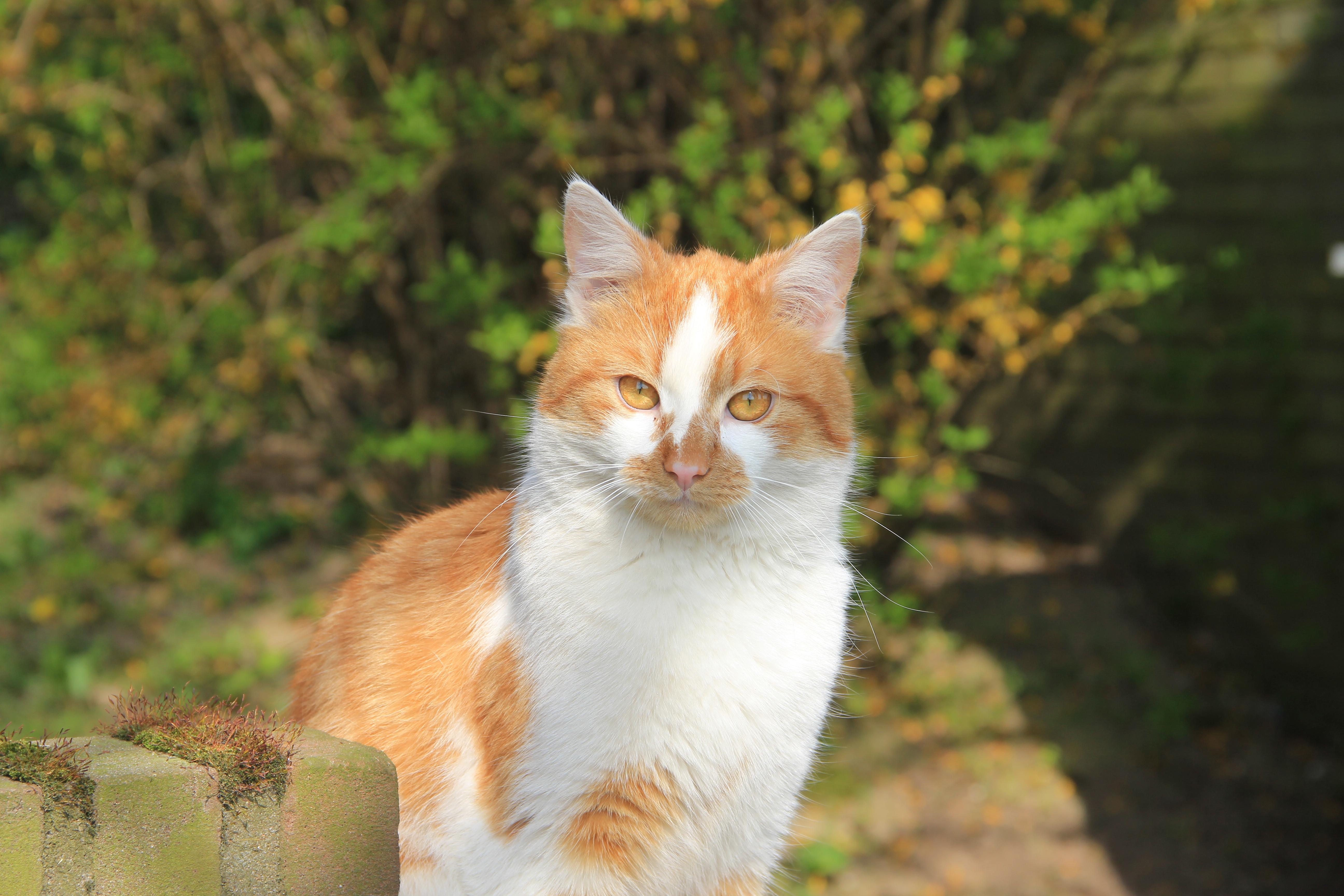 Veterinrn poradna: Me FeLV pozitivn kocour chodit ven?