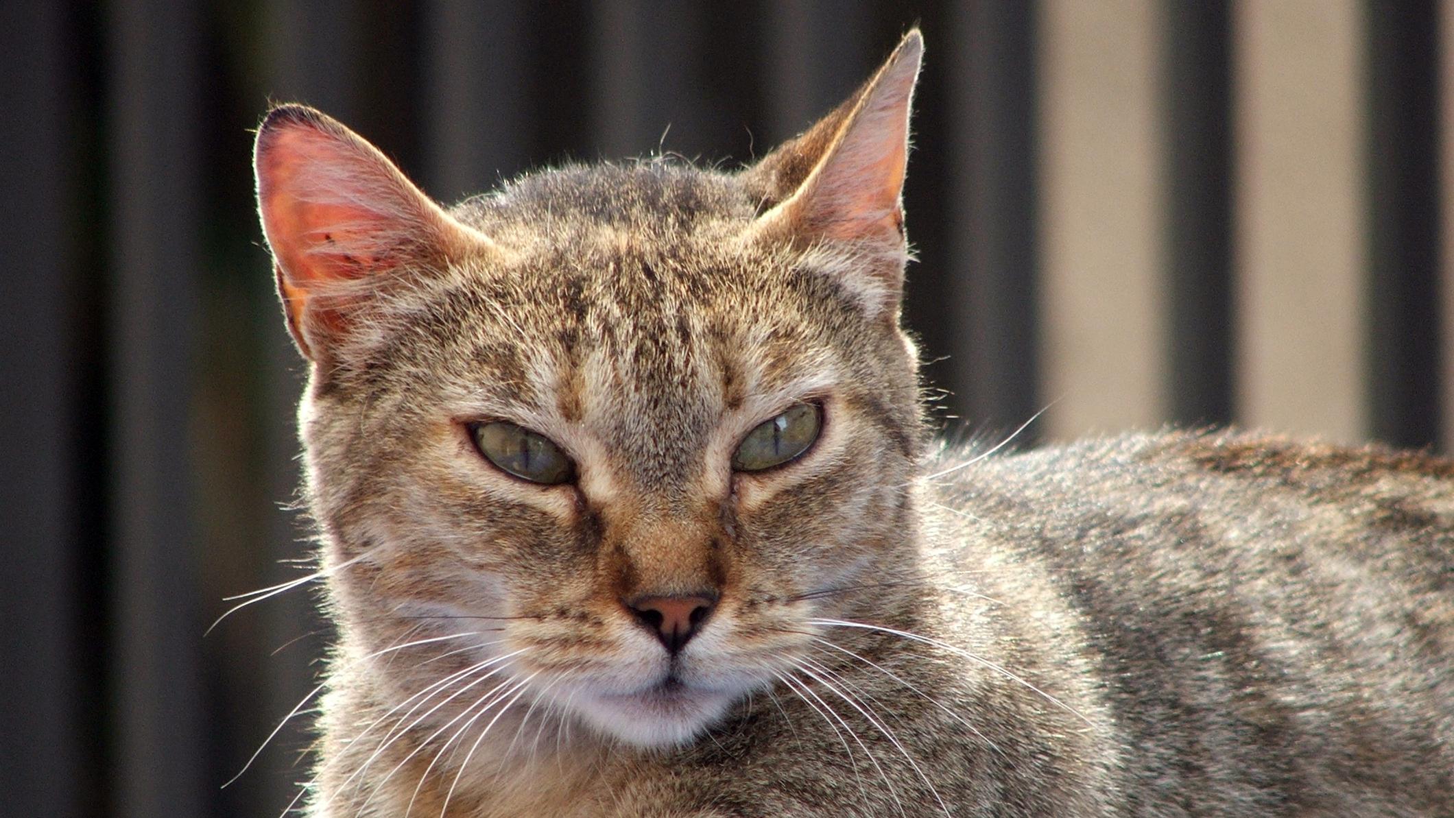 Veterinrn poradna: Koka po nehod nedoke moit